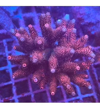 Acropora millepora purple blue