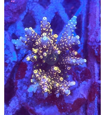 Acropora pickachu