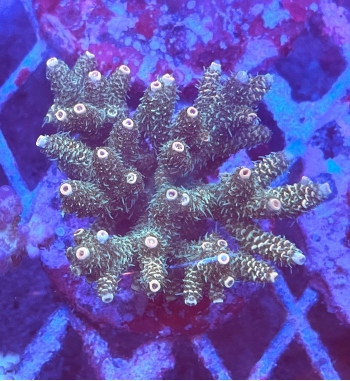 Acropora millepora sunset green