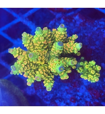 Acropora tenuis multicolor