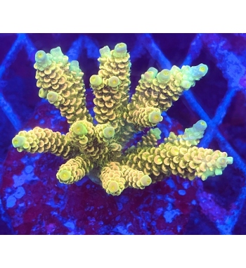 Acropora tenuis yellow orange