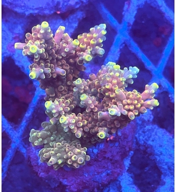 Acropora cythrea