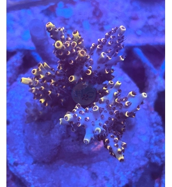 Acropora pickachu special