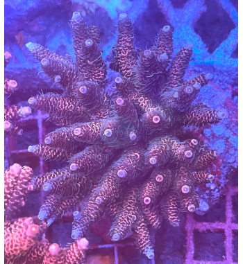 Acropora millepora blue purple