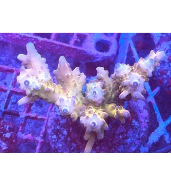 Acropora loripes