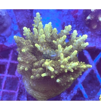 Acropora efflorescens