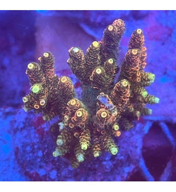 Acropora millepora sunset orange