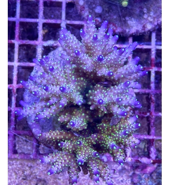 Acropora valida tricolor