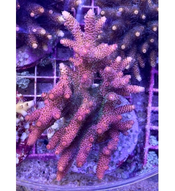 Acropora millepora pink green