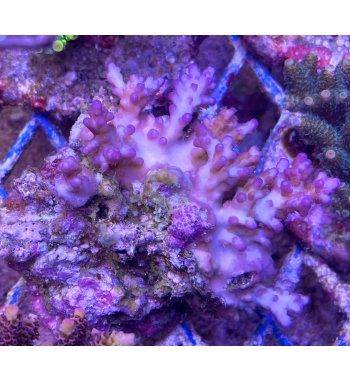 Acropora plana purple