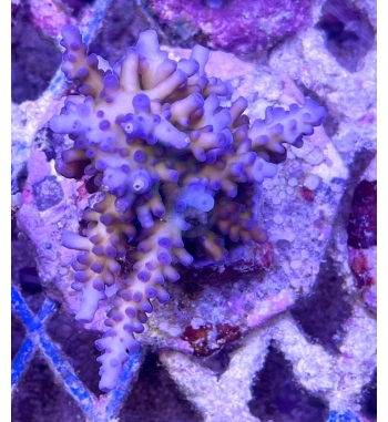 Acropora gomezi blue