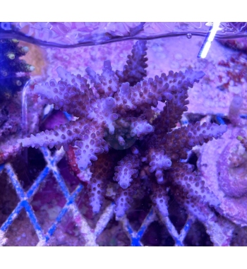 Acropora haimei blue