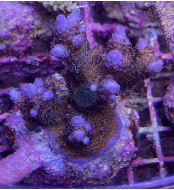 Acropora millepora blue