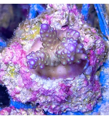 Acropora valida tricolor