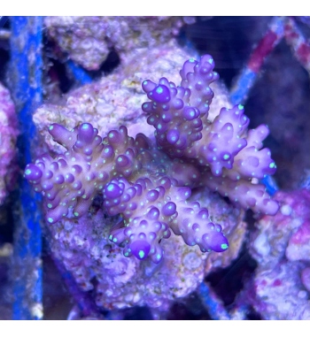 Acropora valida tricolor