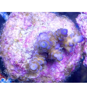 Acropora tenuis cream blue