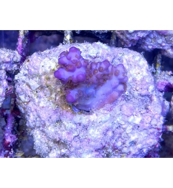 Acropora plana purple