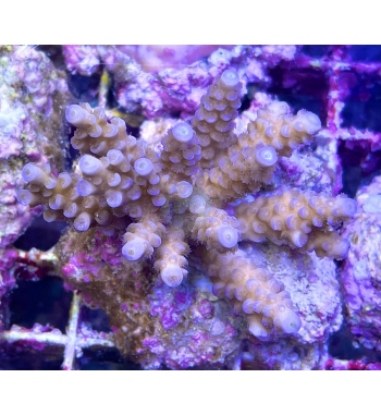 Acropora tenuis cream blue