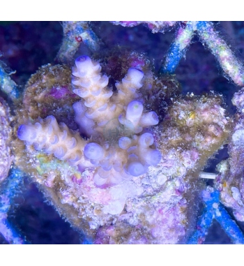 Acropora tenuis cream blue