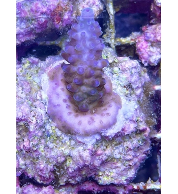 Acropora Polystoma