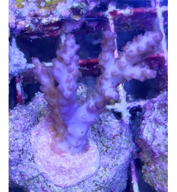 Acropora plana purple