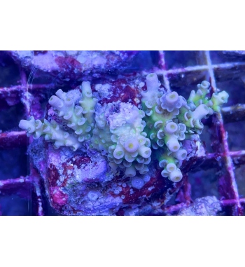 Acropora tenuis nuclear green