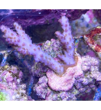 Acropora plana purple