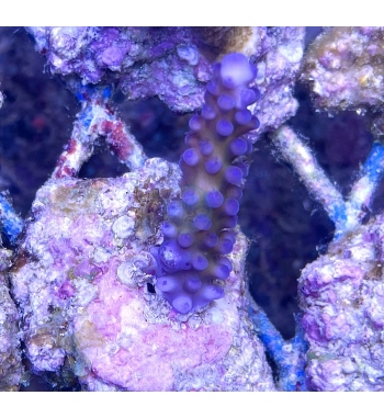 Acropora tortuosa