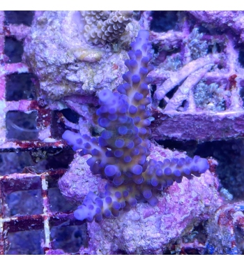 Acropora tortuosa