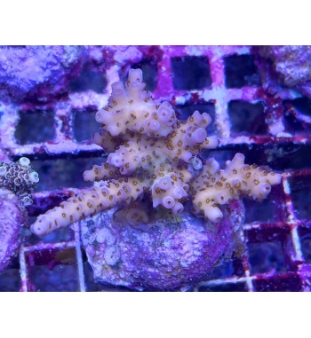 Acropora selago