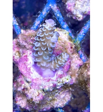 Acropora tenuis