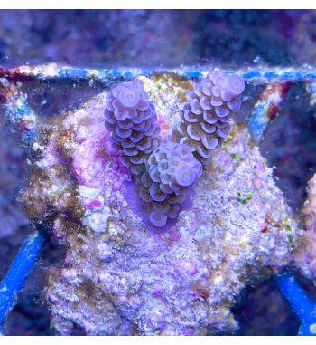 Acropora tenuis blue