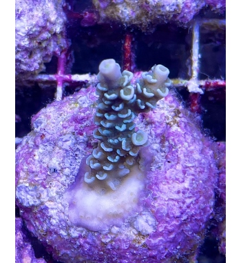 Acropora tenuis