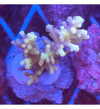 Acropora awi