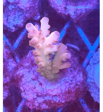 Acropora loripes