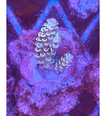 Acropora tenuis