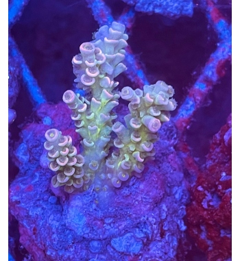 Acropora tenuis rainbow