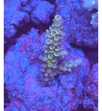 Acropora tenuis nuclear