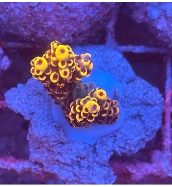 Acropora aculeus orange