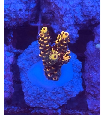 Acropora aculeus orange