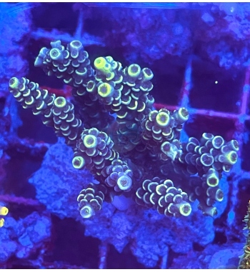 Acropora mirabilis