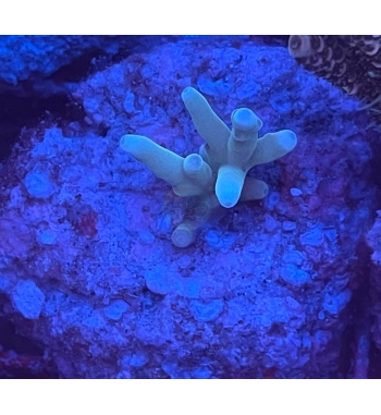 Acropora echinata blue