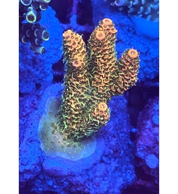 Acropora sunset orange