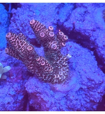 Acropora millepora sunset pink