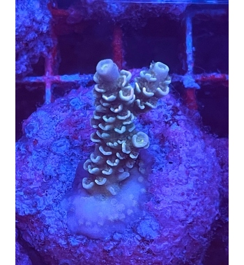 Acropora tenuis green blue