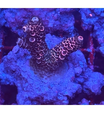 Acropora tenuis sunset pink