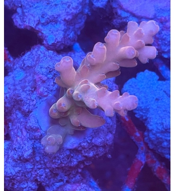 Acropora loripes