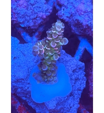 Acropora tenuis rainbow