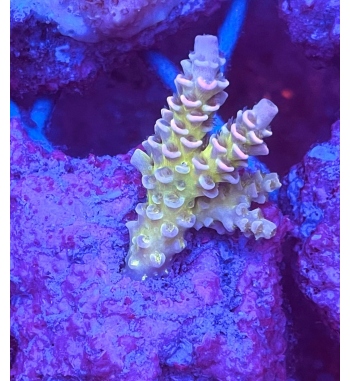 Acropora tenuis rainbow