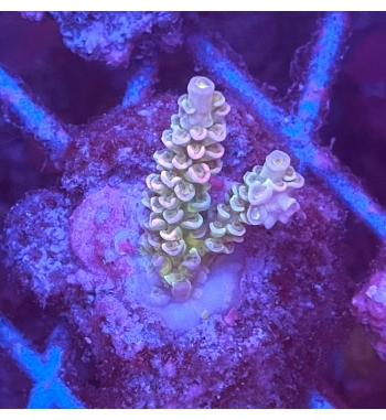 Acropora tenuis rainbow